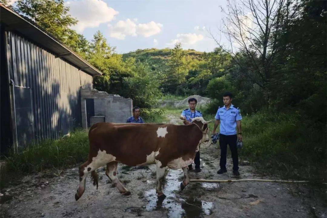 无人机精准锁定，“牛”到家啦！