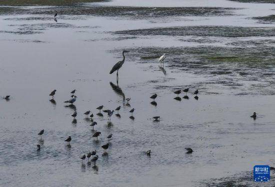 保护修复湿地生态 促进人与自然和谐共生