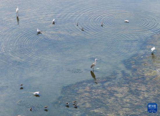 保护修复湿地生态 促进人与自然和谐共生
