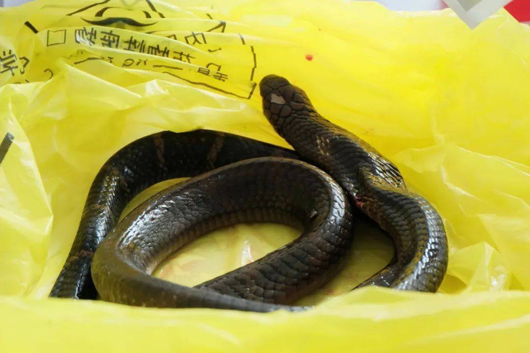 眼镜王蛇咬伤老人，家属拖两米多长的“凶手”冲进医院！“拎蛇就医”可取吗？