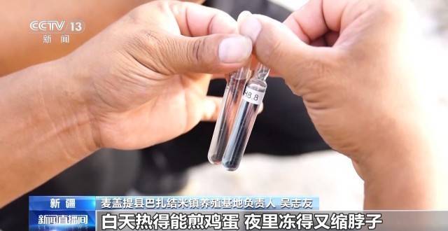 砥砺奋进七十载 天山南北谱华章丨沙漠里养虾让百姓的日子越过越红火