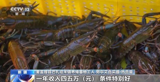 砥砺奋进七十载 天山南北谱华章丨沙漠里养虾让百姓的日子越过越红火