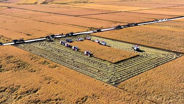 2025中国农民丰收节——铁力市“庆丰收・悦奔跑”欢乐跑活动启幕