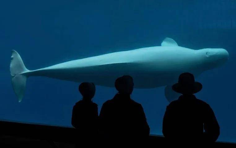 宁愿全部安乐死，也不给中国？加拿大养不起30头白鲸，中国愿接手，然而...