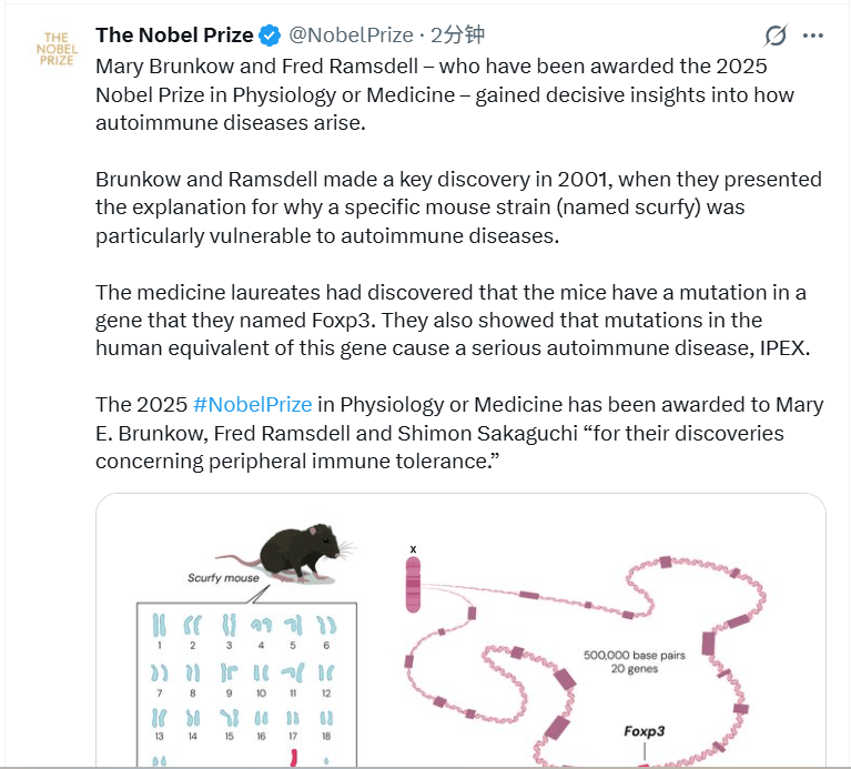 2025诺贝尔医学奖揭晓：表彰“关于外周免疫耐受的发现”，三位科学家共享殊荣