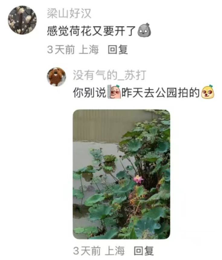 上海：节后气温将冲高至33℃！今夏已长达150天，玉兰蔷薇樱花荷花全开了……