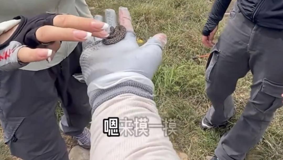 驴友爬山捡到小蛇后轮流抚摸 专家：是短尾蝮蛇，有剧毒