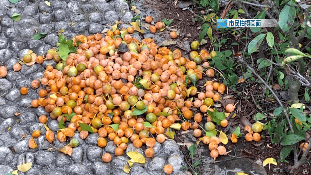 不要捡!不要吃!昆明街头正大量出现……