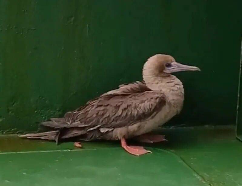 时隔114年，它再次现身中国，罕见物种重现引关注