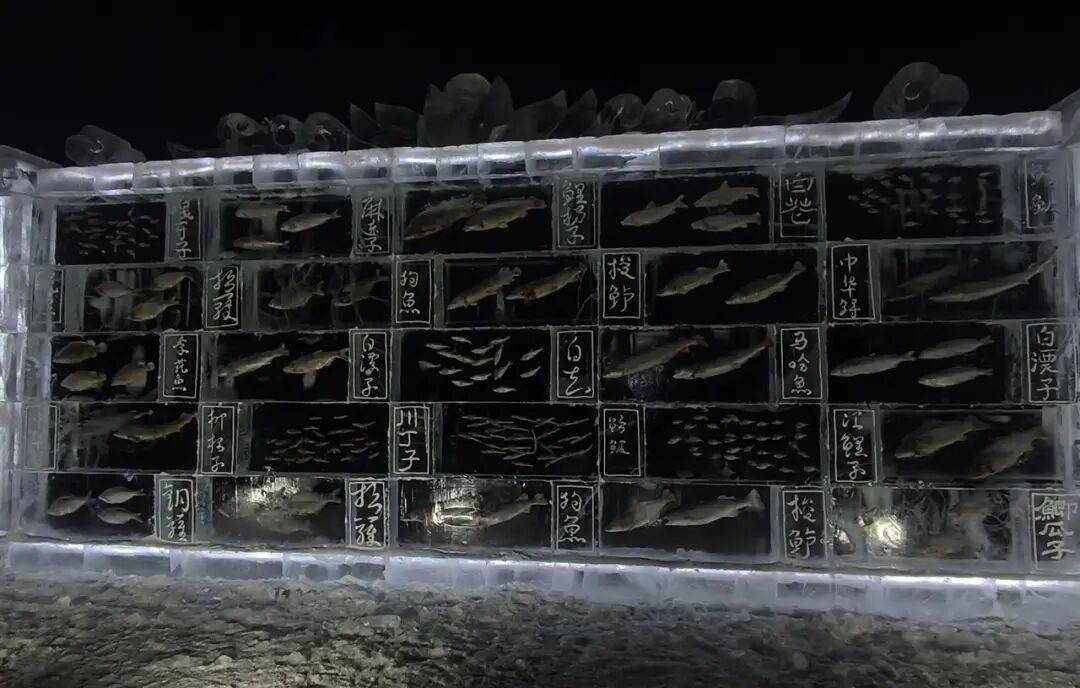 黑龙江三江口景区现3米高“冰封鱼墙”,中华鲟等20余种江鱼成“冰琥珀”,去年这些鱼展后还被竞拍
