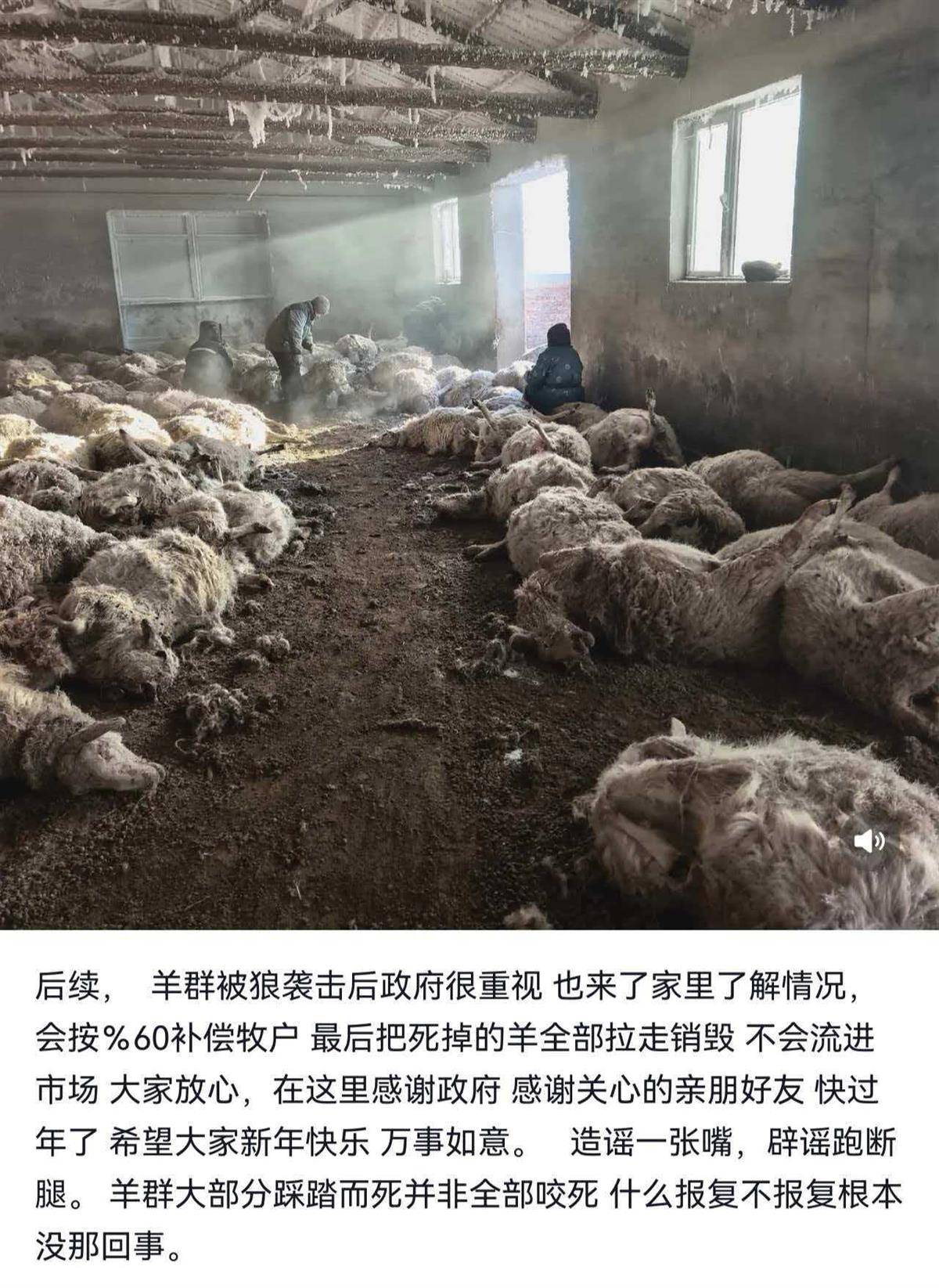 牧民回应200多只羊遭狼群夜袭死亡：大部分因踩踏而死，全部销毁不会流入市场，政府将按市场价的60%补偿