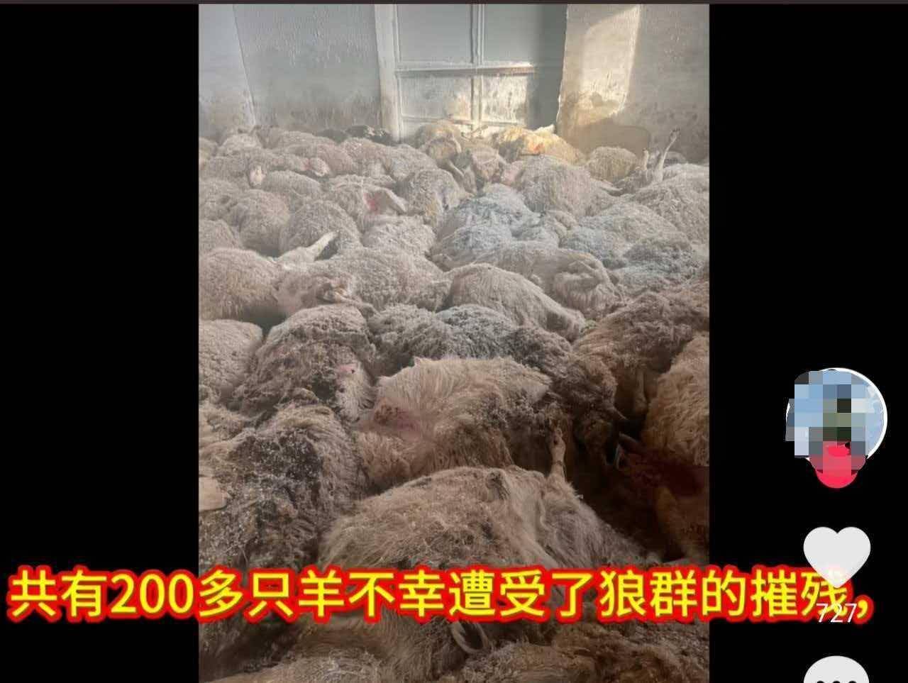 牧民回应200多只羊遭狼群夜袭死亡：大部分因踩踏而死，全部销毁不会流入市场，政府将按市场价的60%补偿