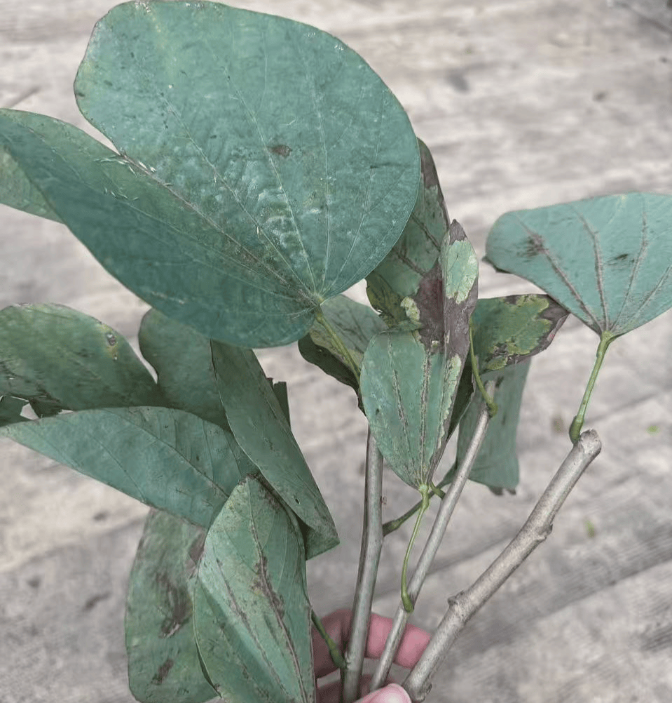 游客吐槽广州动物园喂长颈鹿20元只买到3根带叶小树枝，工作人员回应