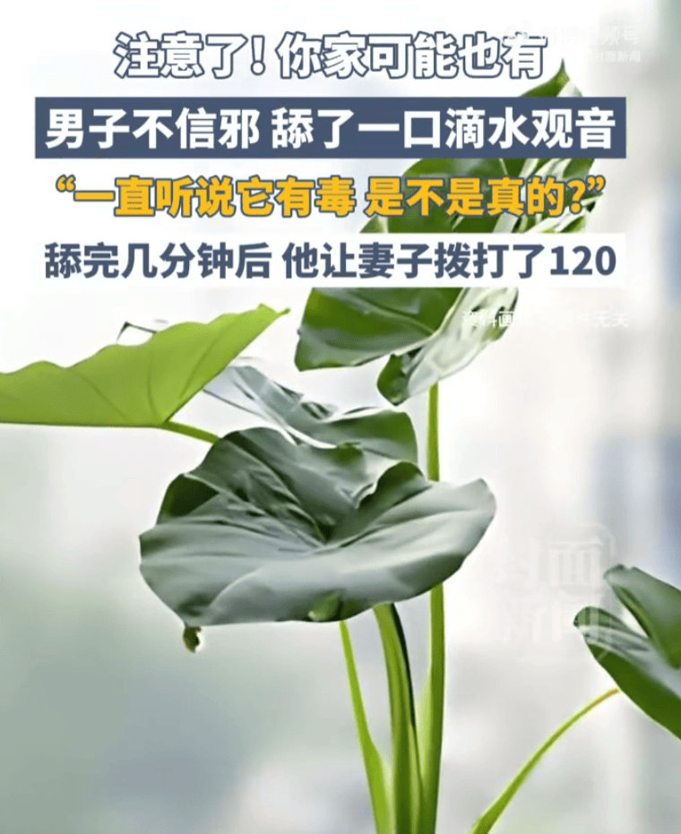 “真有毒吗?”浙江男子不信邪,切下滴水观音舔了一口,几分钟后喉咙出现灼烧感,紧急送医,差点没命