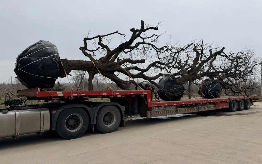 五百块从树农手里买走，数万、十几万卖到别墅区：一棵老柿树的奇幻漂流