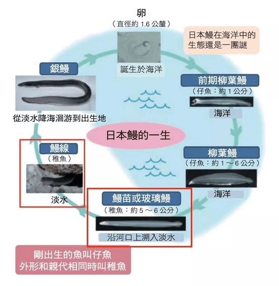 日本人吃了30年中国鳗鱼，还想反过来卡我们脖子？