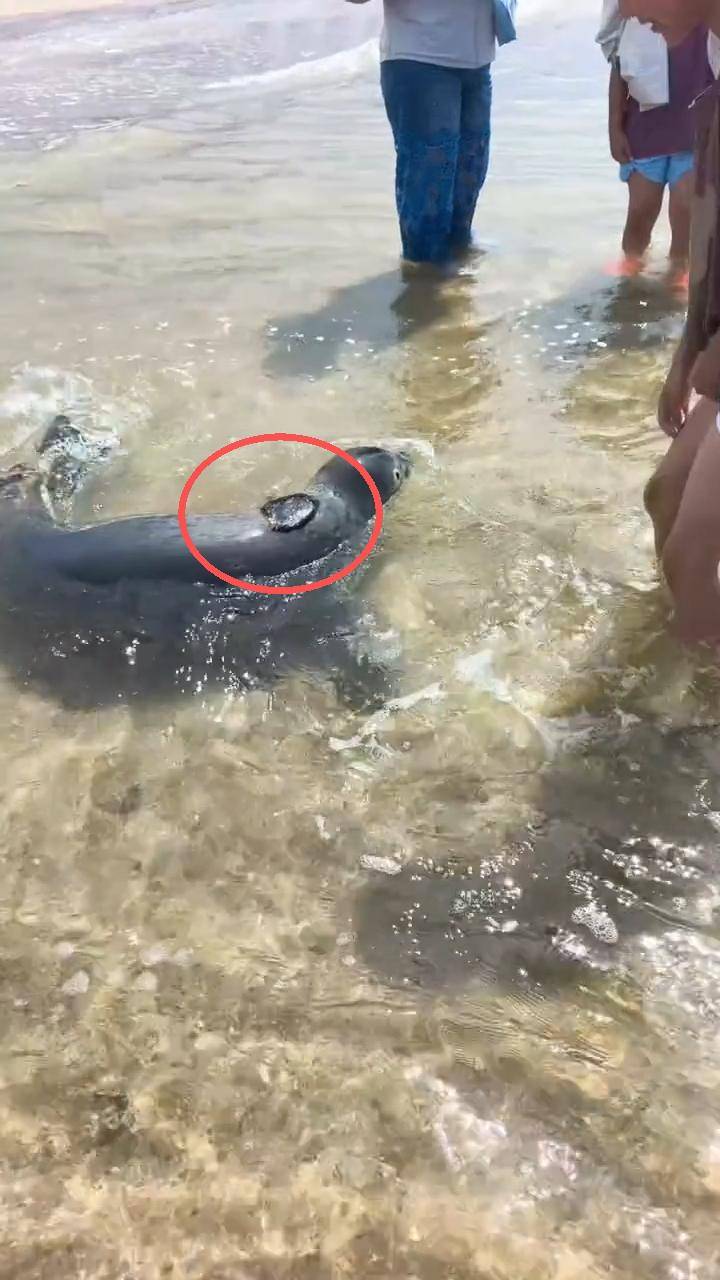大连男子海边捡到个“黑疙瘩”,海科院确认为网红斑海豹“娜娜”的定位器,工作人员:属自然脱离,后期不会再装