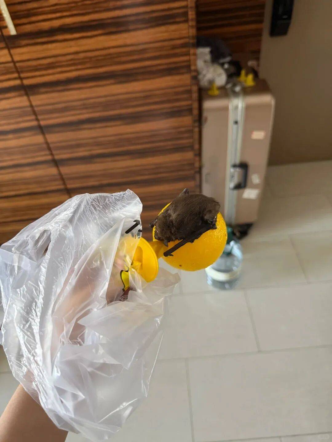 “最近几乎每天都有”，北京多区接警量翻倍！这种动物闯入家里怎么办？