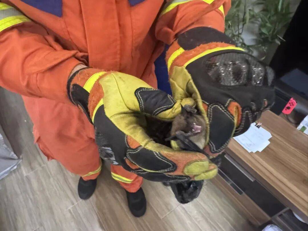 “最近几乎每天都有”，北京多区接警量翻倍！这种动物闯入家里怎么办？