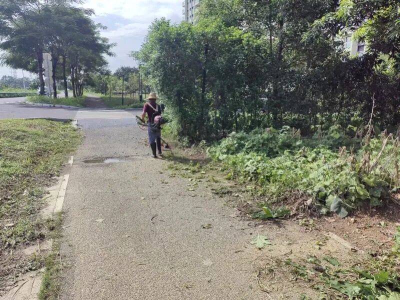 广州增城最新回应:将劝导种菜居民,清理现场