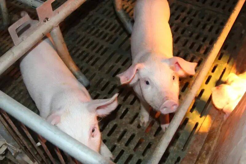 猪价跌入冰点这两年，他见证了近百家猪场的“死亡”