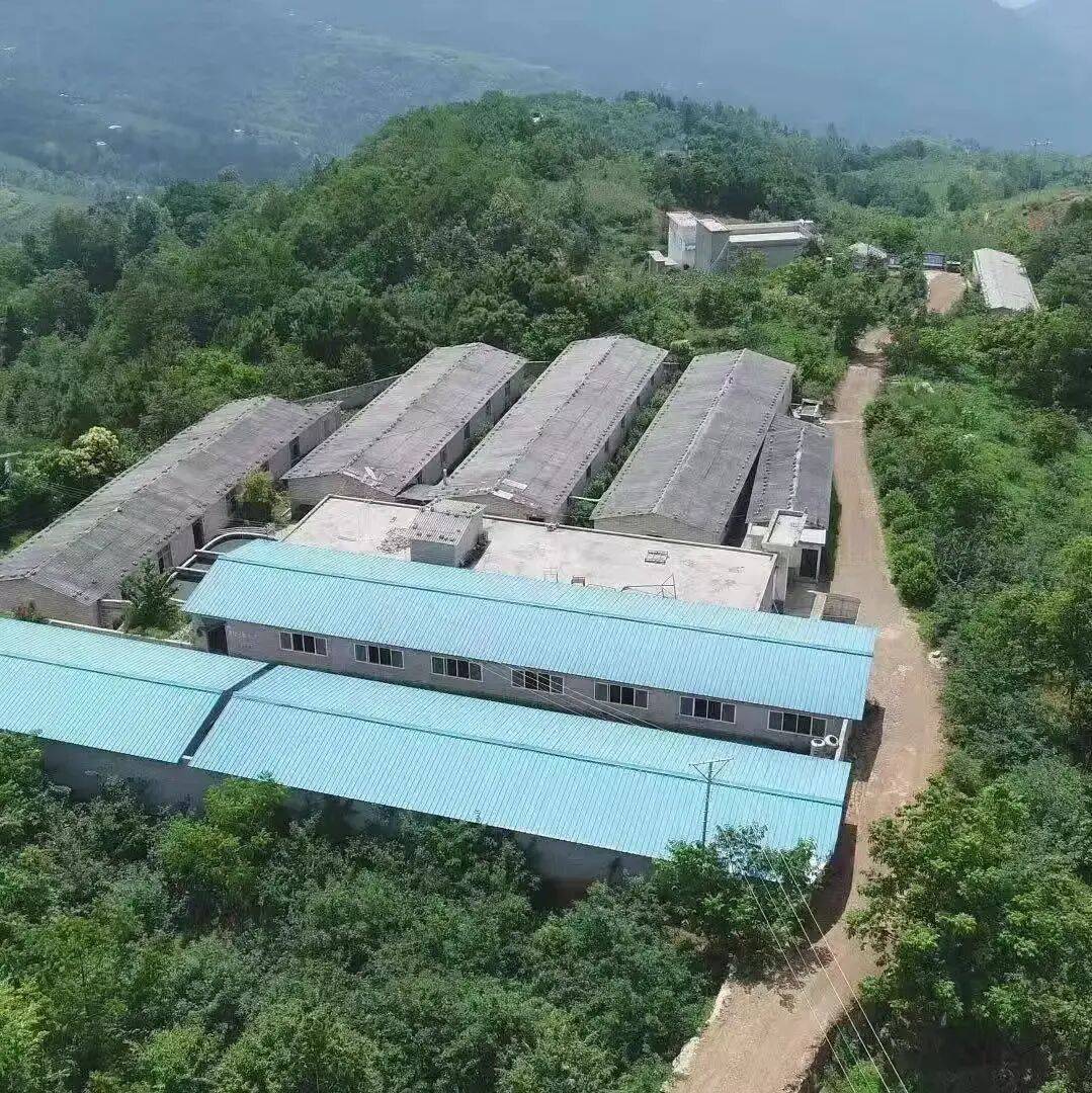 猪价跌入冰点这两年,他见证了近百家猪场的“死亡”