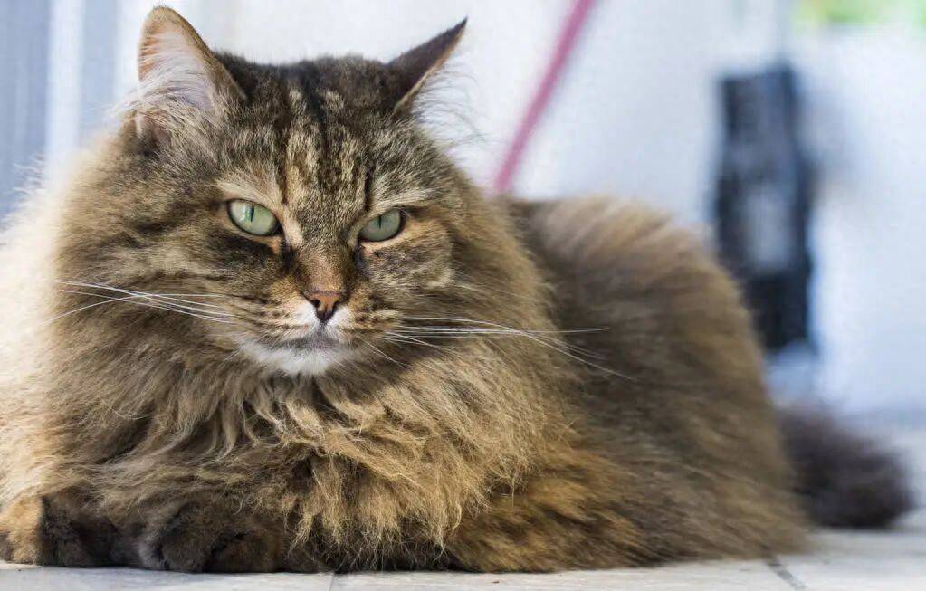 家政人员开窗后未关纱窗,价值2.25万元宠物猫坠亡,法院判了