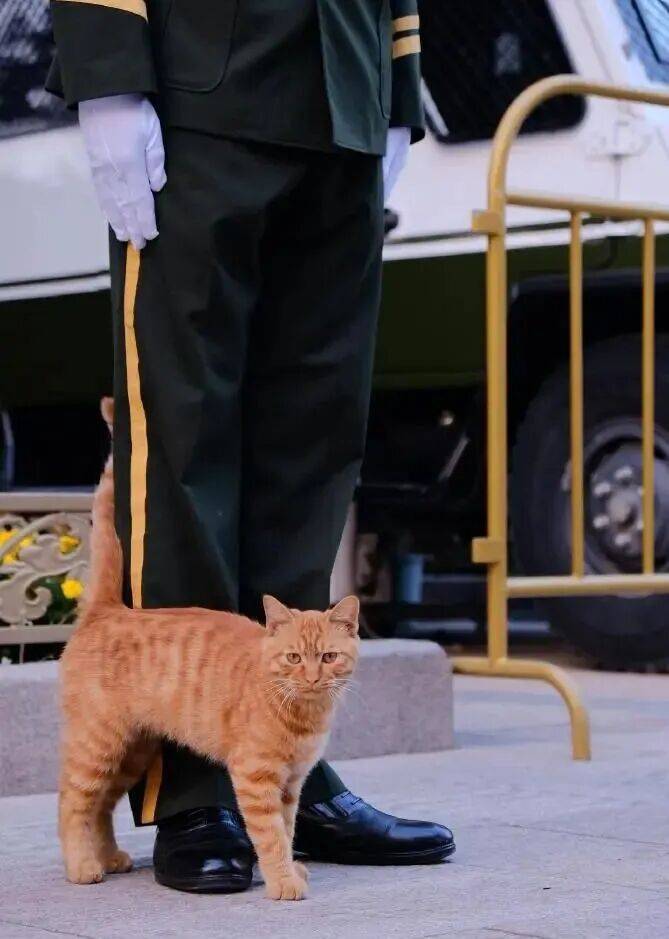 降温前被“收编”，天安门陪武警站岗执勤的小橘猫或将正式入编“宫猫”，故宫博物院工作人员：正在医院检查，后续会优先找领养