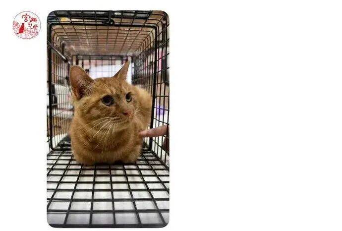 降温前被“收编”，天安门陪武警站岗执勤的小橘猫或将正式入编“宫猫”，故宫博物院工作人员：正在医院检查，后续会优先找领养