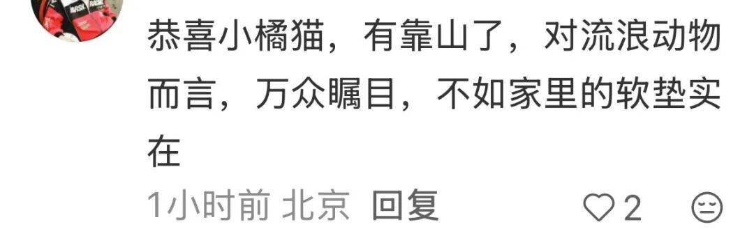 降温前被“收编”，天安门陪武警站岗执勤的小橘猫或将正式入编“宫猫”，故宫博物院工作人员：正在医院检查，后续会优先找领养