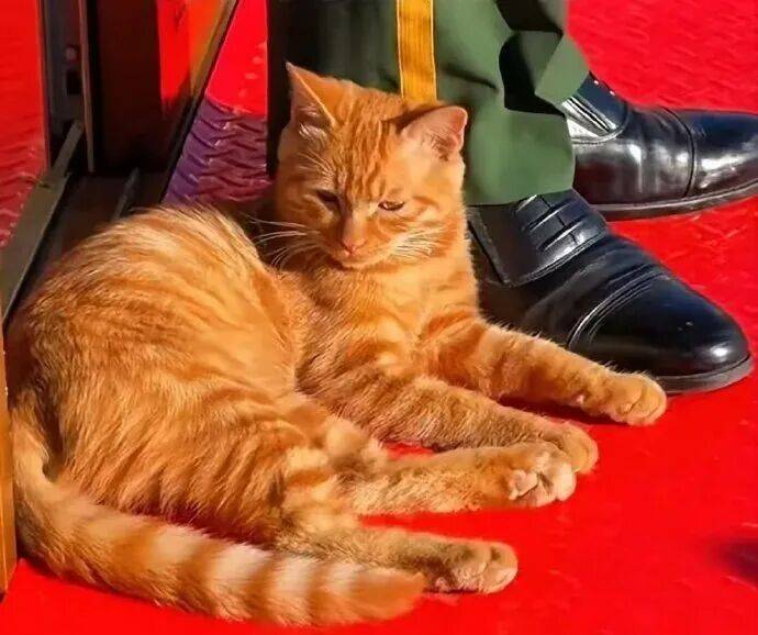 降温前被“收编”，天安门陪武警站岗执勤的小橘猫或将正式入编“宫猫”，故宫博物院工作人员：正在医院检查，后续会优先找领养
